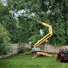 Professional Tree Removal and Landscaping Services in Juno Ridge, FL